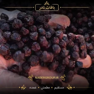 خرید آلبالو خشک از گروه نادر