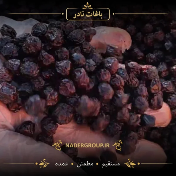 خرید آلبالو خشک از گروه نادر