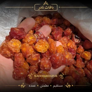 خرید آلوچه زرد ریز طلایی از گروه نادر