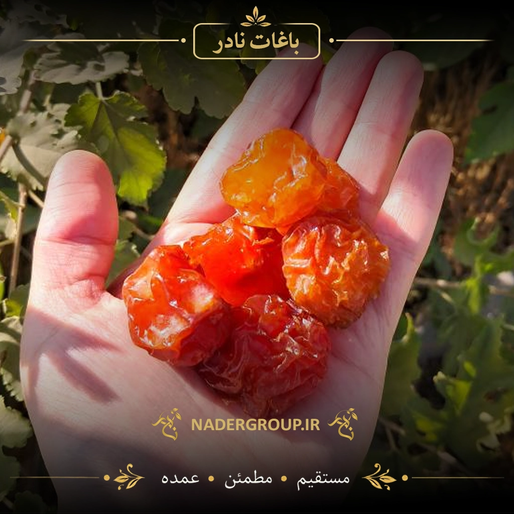 آلوچه زرد طلایی ممتاز | گروه نادر | باغات نادر