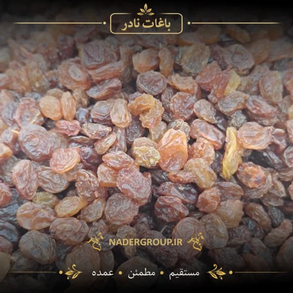 کشمش پلویی - خرید کشمش پلویی گروه نادر